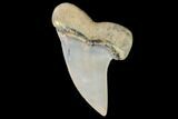 Mako Shark Tooth Fossil - Sharktooth Hill, CA #94728-1